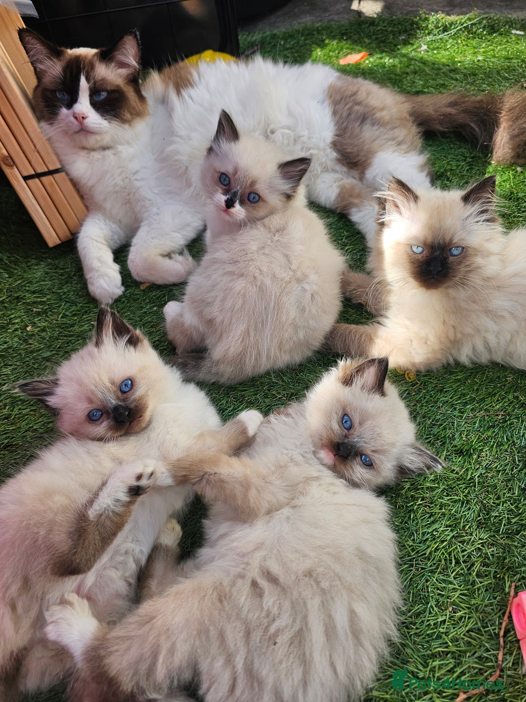 Ragdoll cats for sale: Beautiful ragdoll kittens 3 female left - Image 1