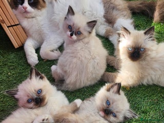 Ragdoll cats - Advert 6