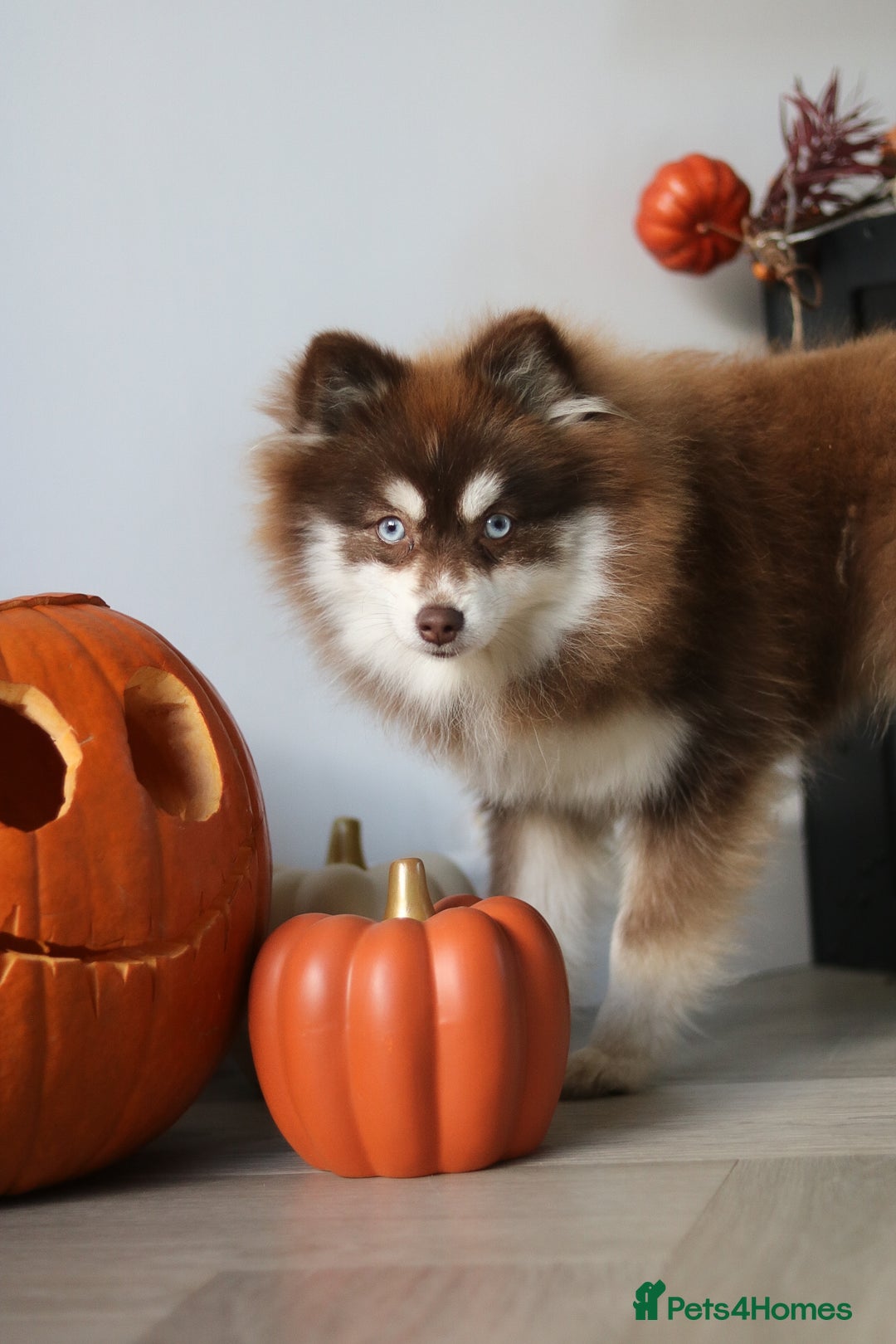 Pomsky dogs for sale: Red pomsky female  - Advert 1
