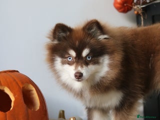 Pomsky dogs Red pomsky female - Advert 1