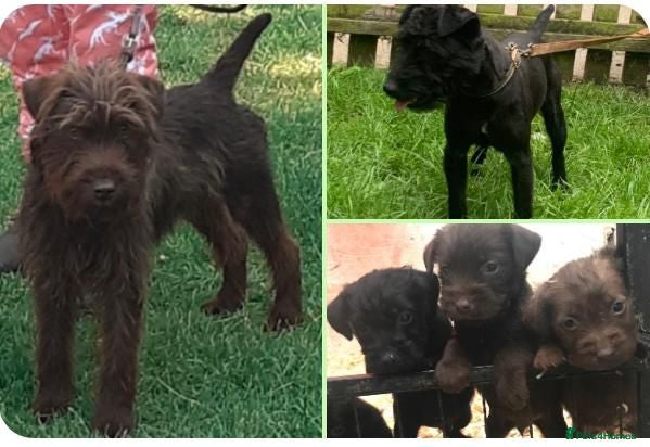 Patterdale Terrier dogs Patterdale terrier puppies  - Advert 15