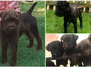 Patterdale Terrier dogs Patterdale terrier puppies - Advert 15