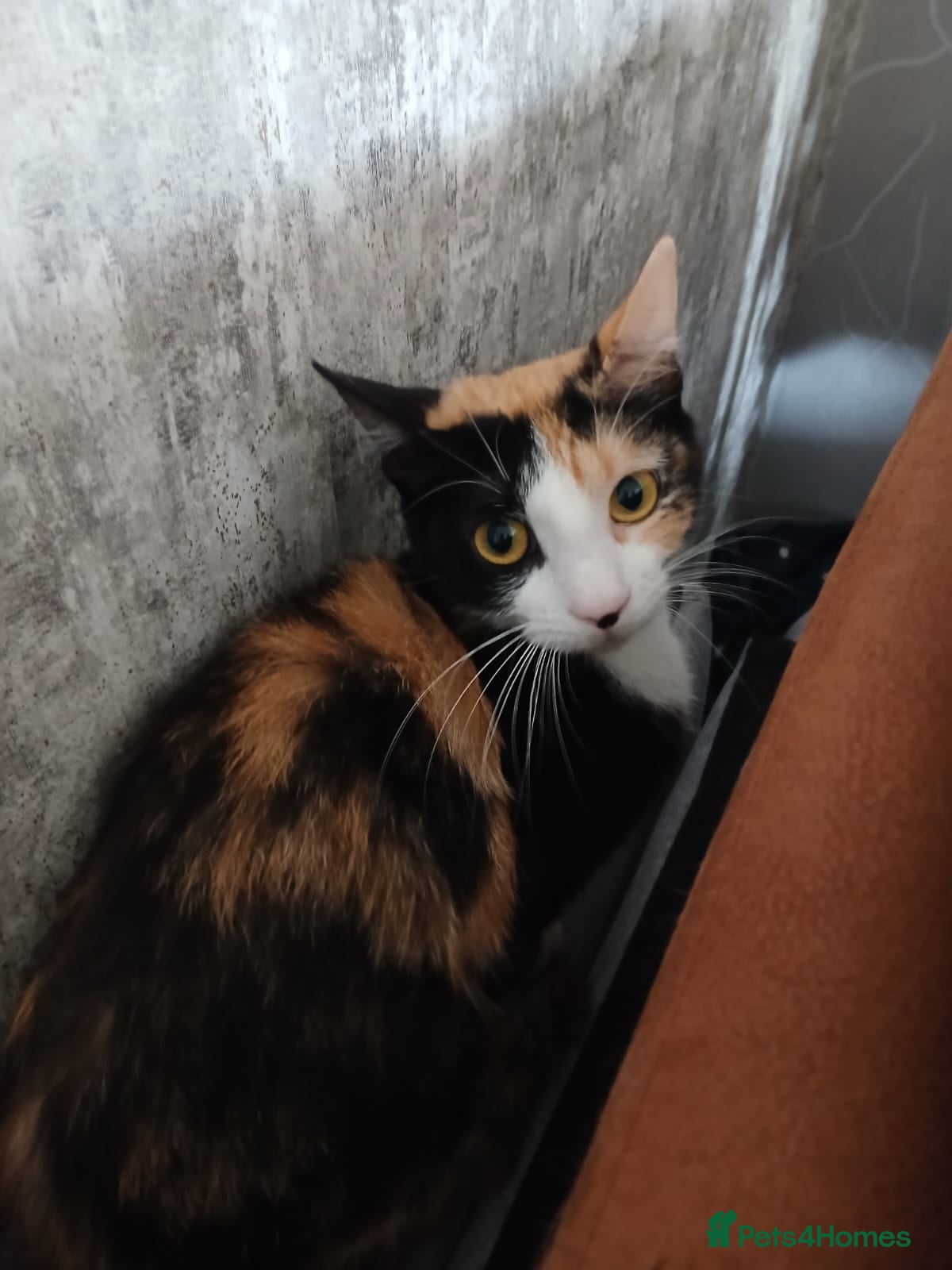 Mixed Breed cats Forever home needed - Advert 12