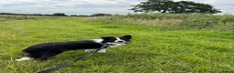 Border Collie dogs for sale: 10 month old kc reg border collie boy - Advert 2