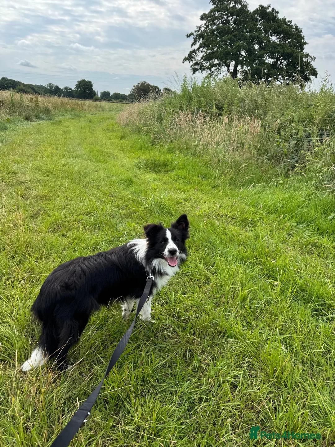 Border Collie dogs for sale: 10 month old kc reg border collie boy - Advert 2