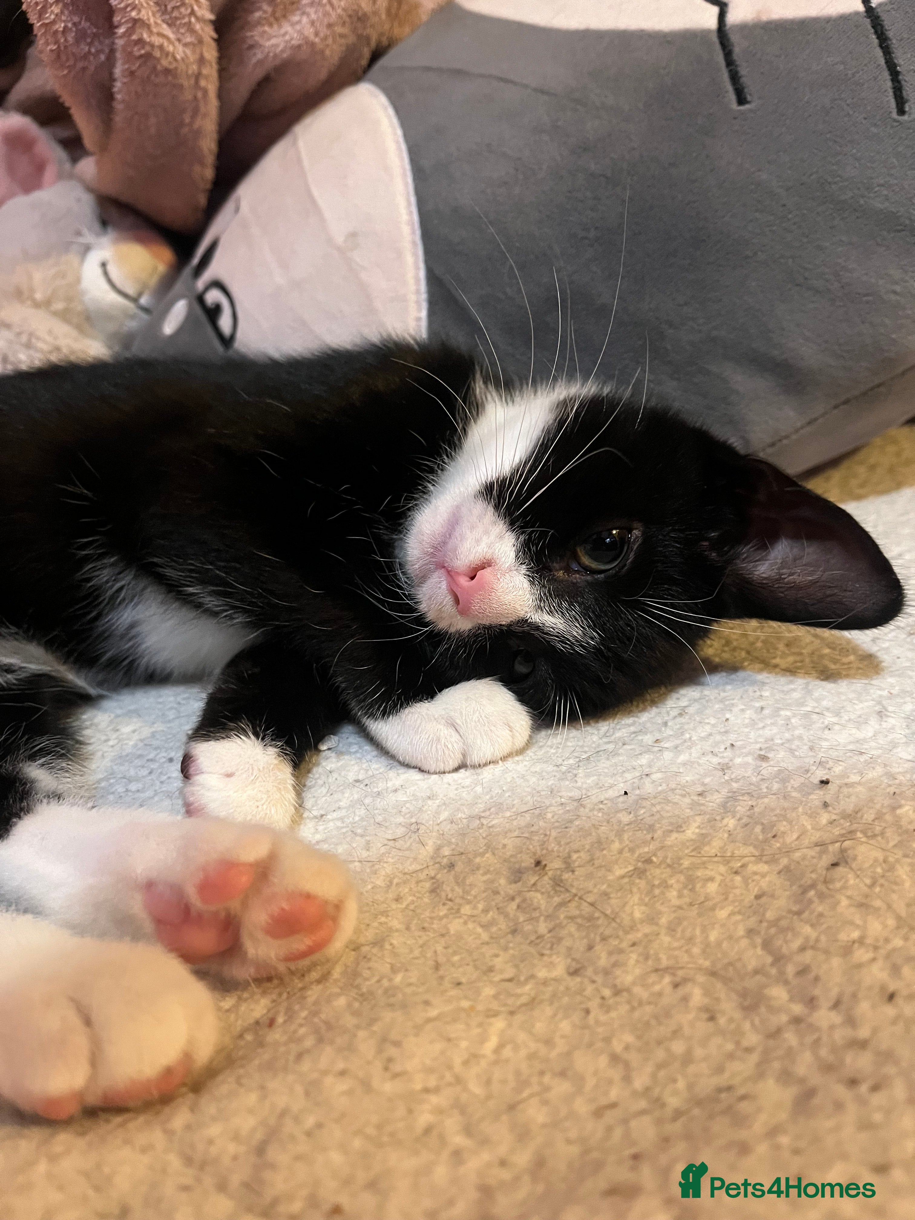 Mixed Breed cats 12 WEEK OLD FEMALE KITTEN  - Advert 9