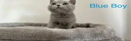 British Shorthair cats for sale: 5 British Shorthair Kittens in Wellingborough - Advert 15