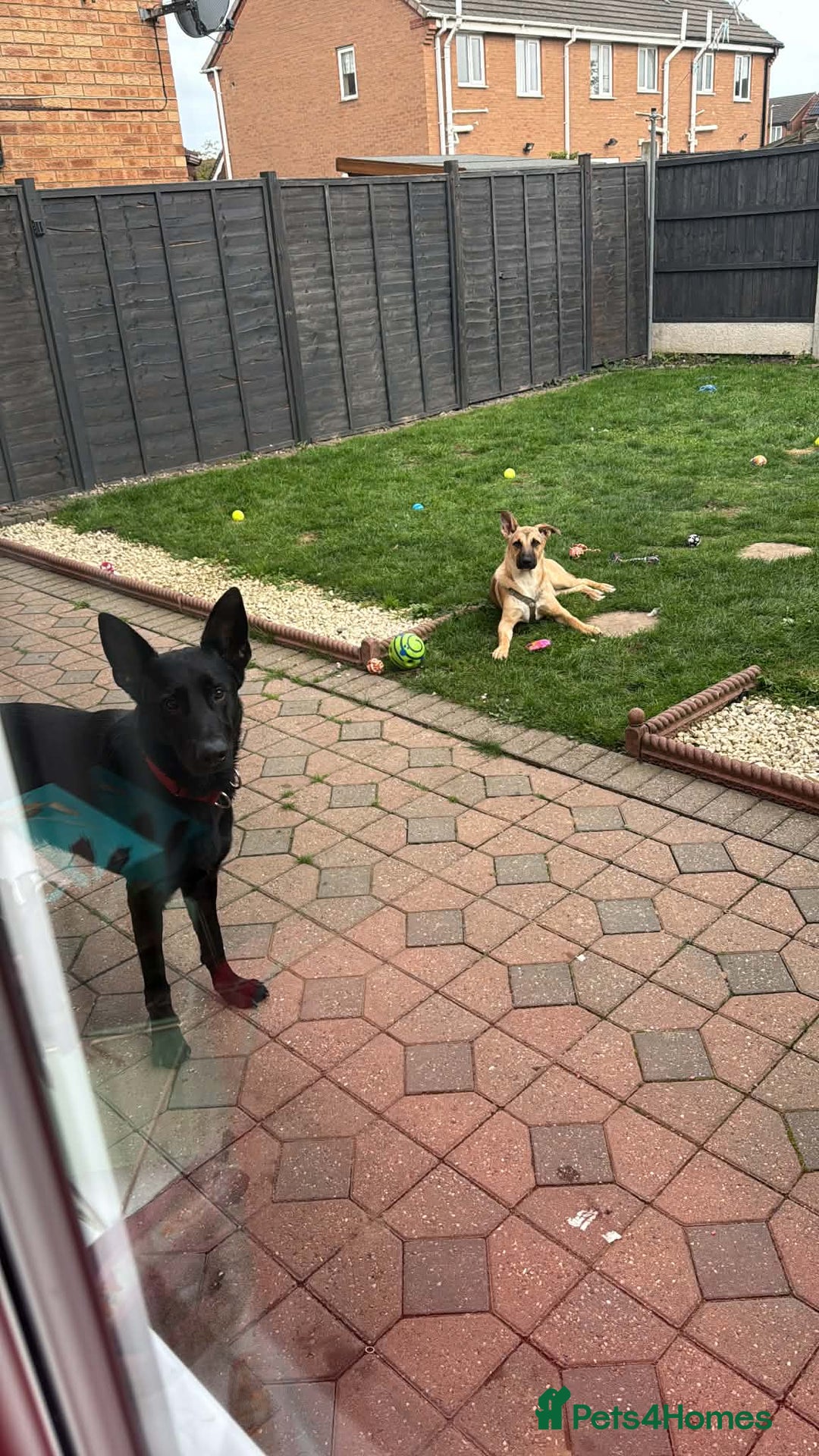 Belgian Shepherd Dog dogs for sale: Malinoise Female 9 month Old  - Advert 4