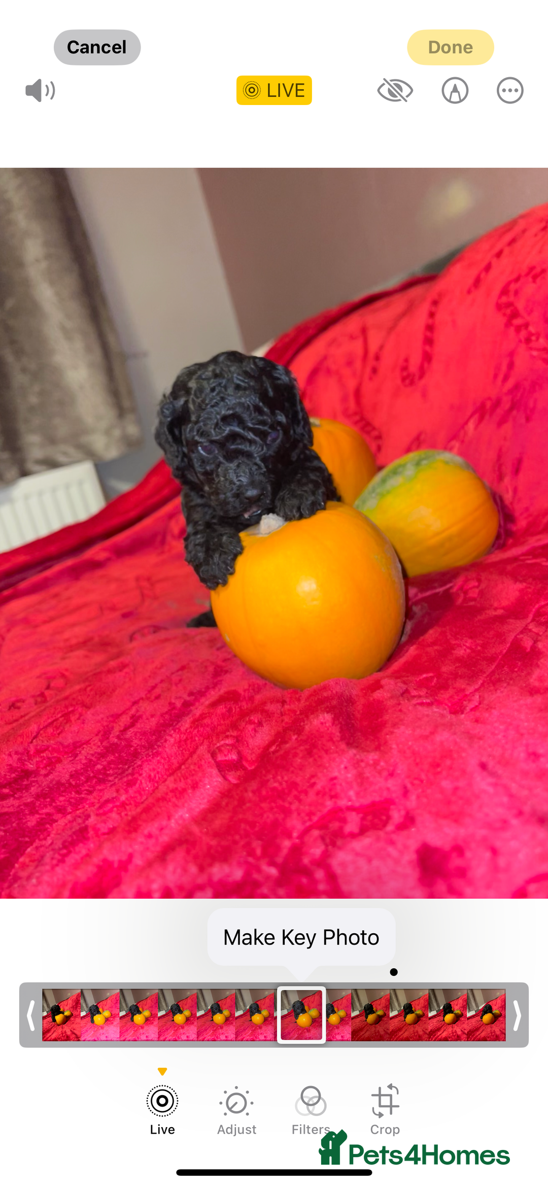 Cavapoo dogs for sale: 🐶 Beautiful Cavapoo Puppies -Ready Soon!!! - Image 4