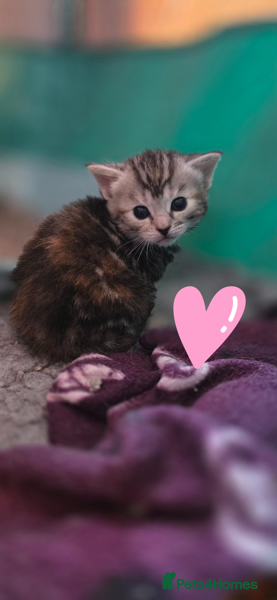 Mixed Breed cats Maincoon x British short hair  - Advert 6