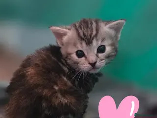 Mixed Breed cats Maincoon x British short hair - Advert 6