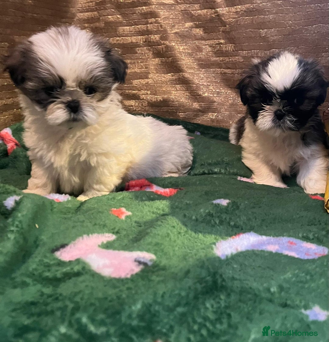 Shih Tzu dogs for sale: Shih Tzu puppy's - Advert 16