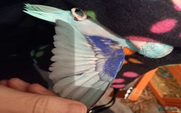Parakeets birds for sale: Male parrolet  - Image 2
