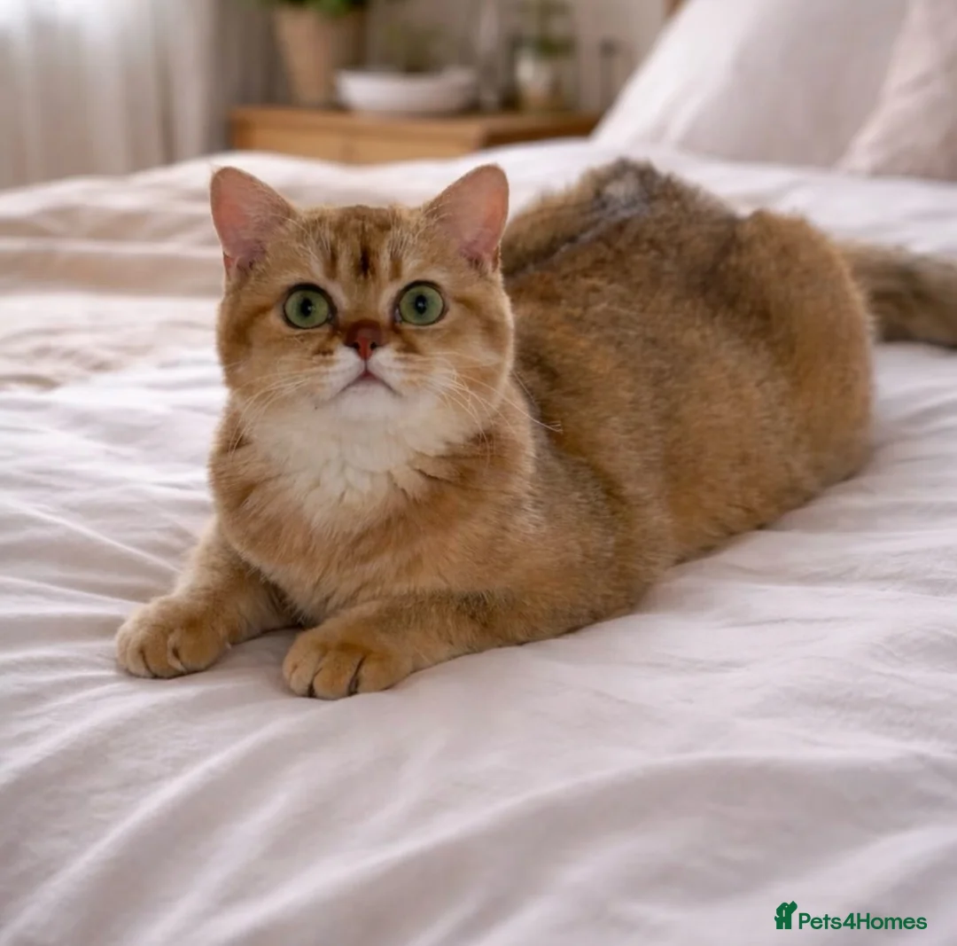 British Shorthair cats for sale: Gorgeous active chocolate golden queen  - Advert 1