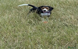 Beagle dogs for adoption: Bonnie needs her forever home  - Image 8