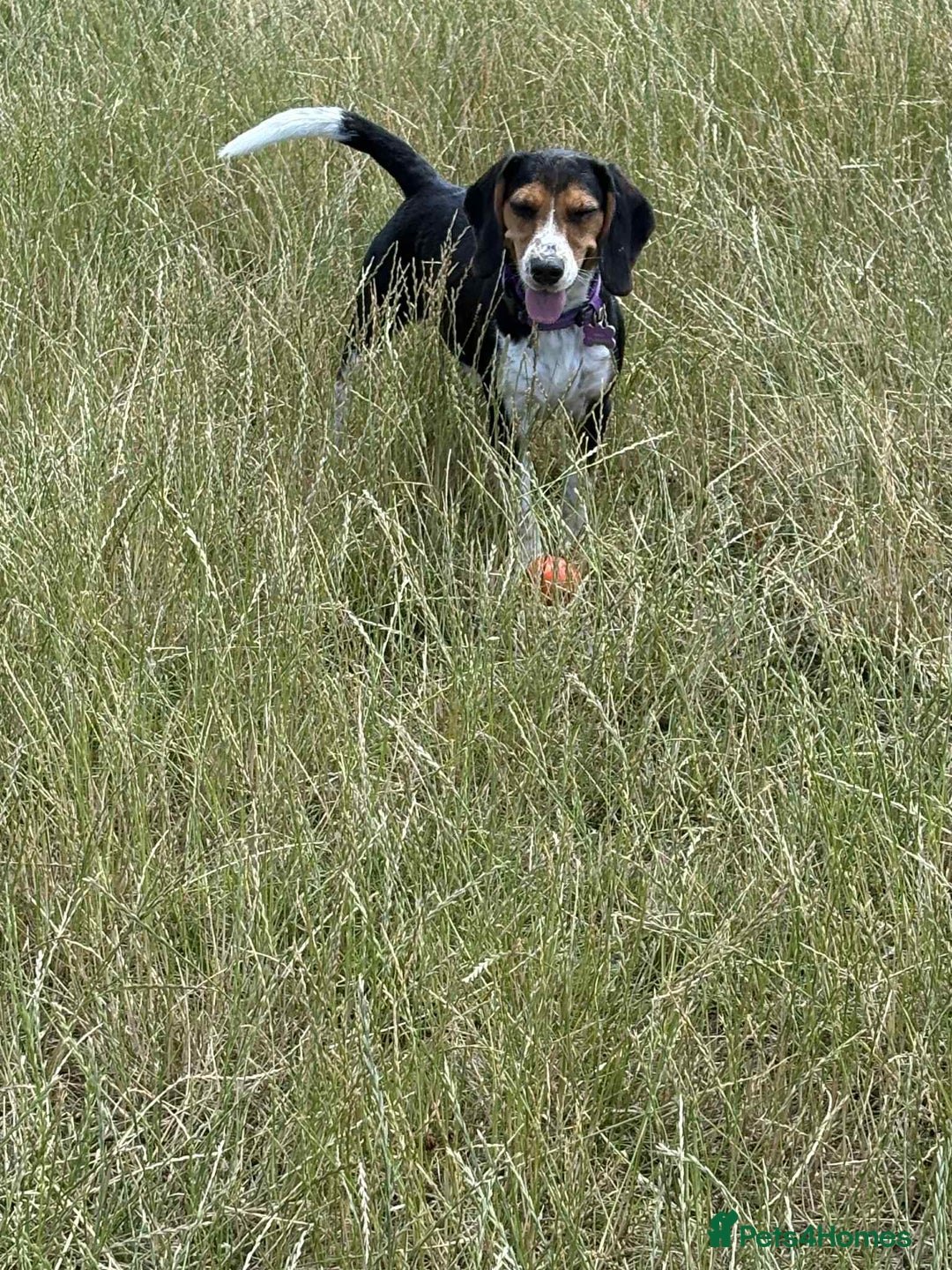 Beagle dogs for adoption: Bonnie needs her forever home  - Image 8