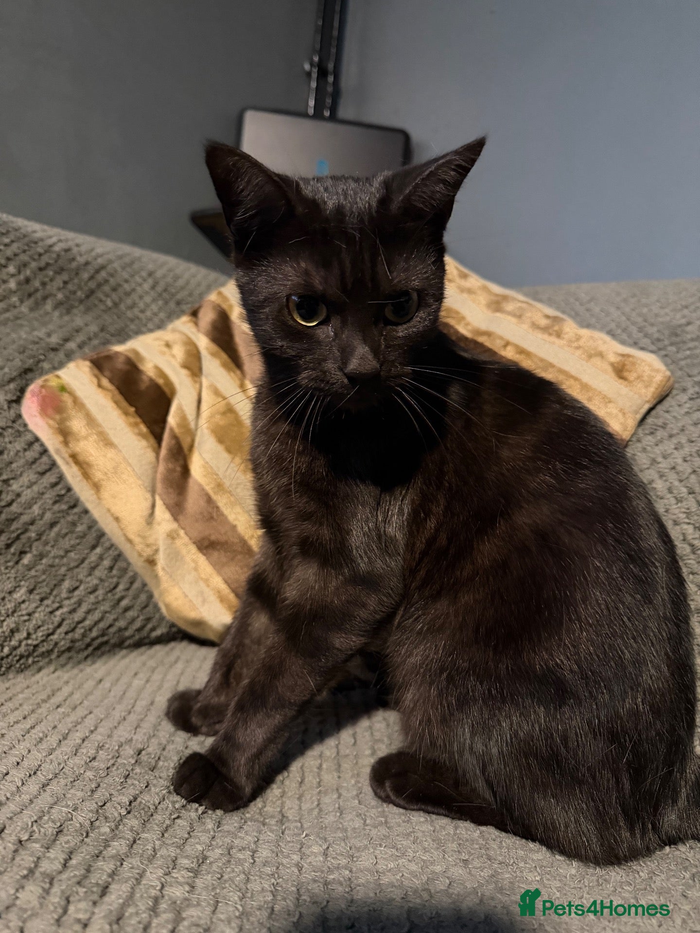 Domestic Shorthair cats 1 year old female  - Advert 16