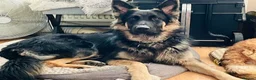 German Shepherd dogs for sale: Pure German Shepherd puppies in Spalding - Advert 6