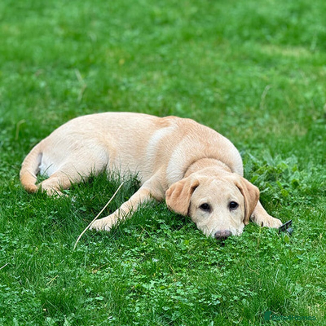 Labrador Retriever dogs for sale: Excellent labrador retriever - Advert 3