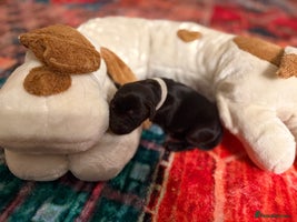 Labrador Retriever dogs Labrador puppies - Advert 2