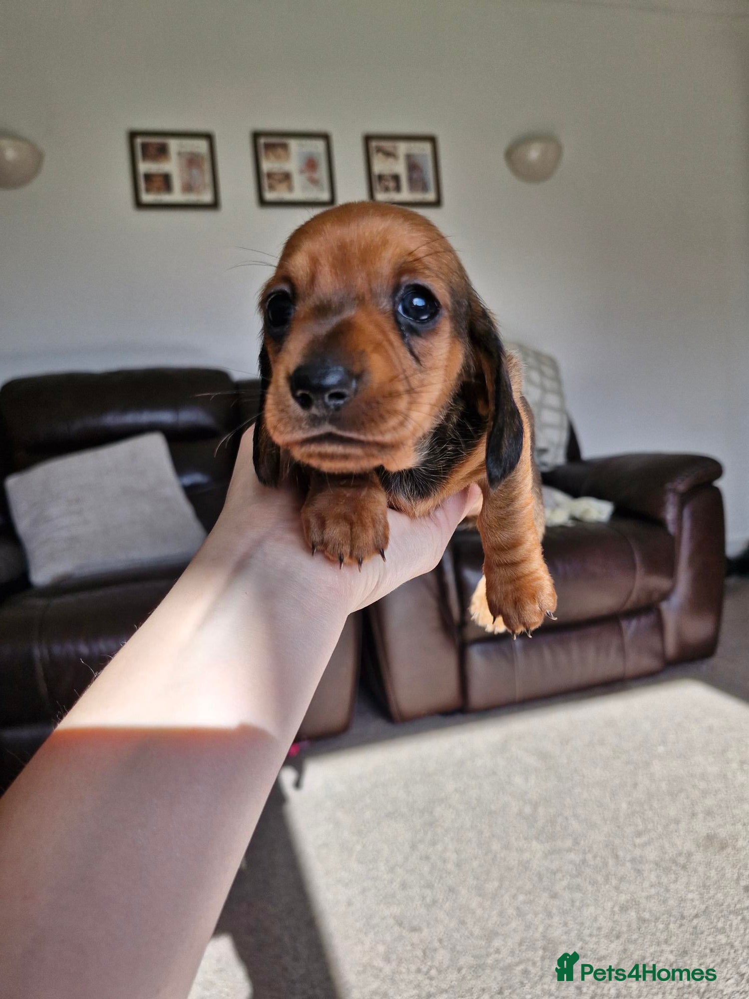 Miniature Dachshund dogs Beautiful Miniature Dachshund pups - Advert 6