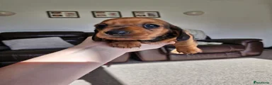 Miniature Dachshund boy