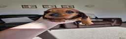 Miniature Dachshund dogs for sale: Beautiful Miniature Dachshund pups - Advert 1