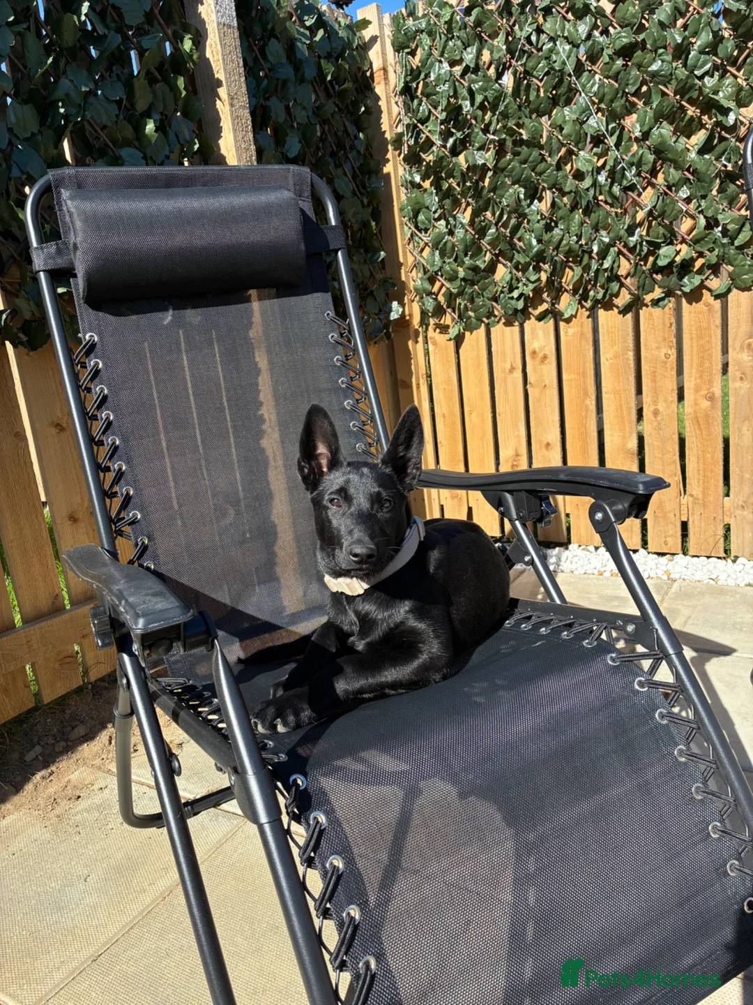 Belgian Shepherd Dog dogs for sale: Black Belgian mal 13 weeks  - Advert 6