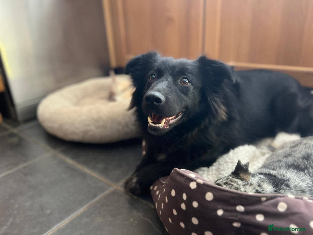 Mixed Breed dogs for adoption: Meet Solana, currently residing in Suffolk - Advert 11