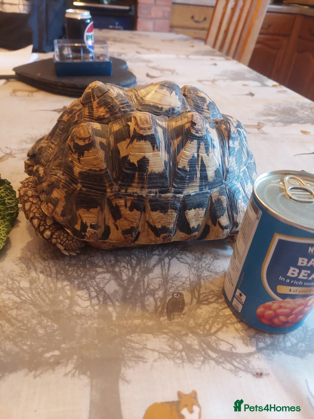 Tortoise reptiles for sale: Large Leopard Female - Advert 2
