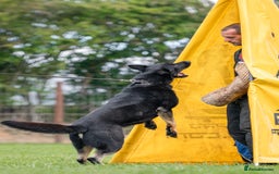 German Shepherd dogs for sale: 🌟Stunning KC Registered German Shepherd Pups🌟 - Image 11