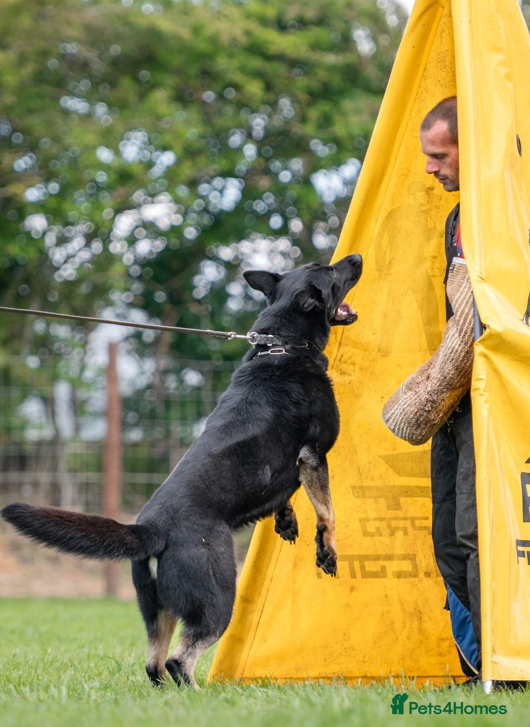 German Shepherd dogs for sale: 🌟Stunning KC Registered German Shepherd Pups🌟 - Image 11