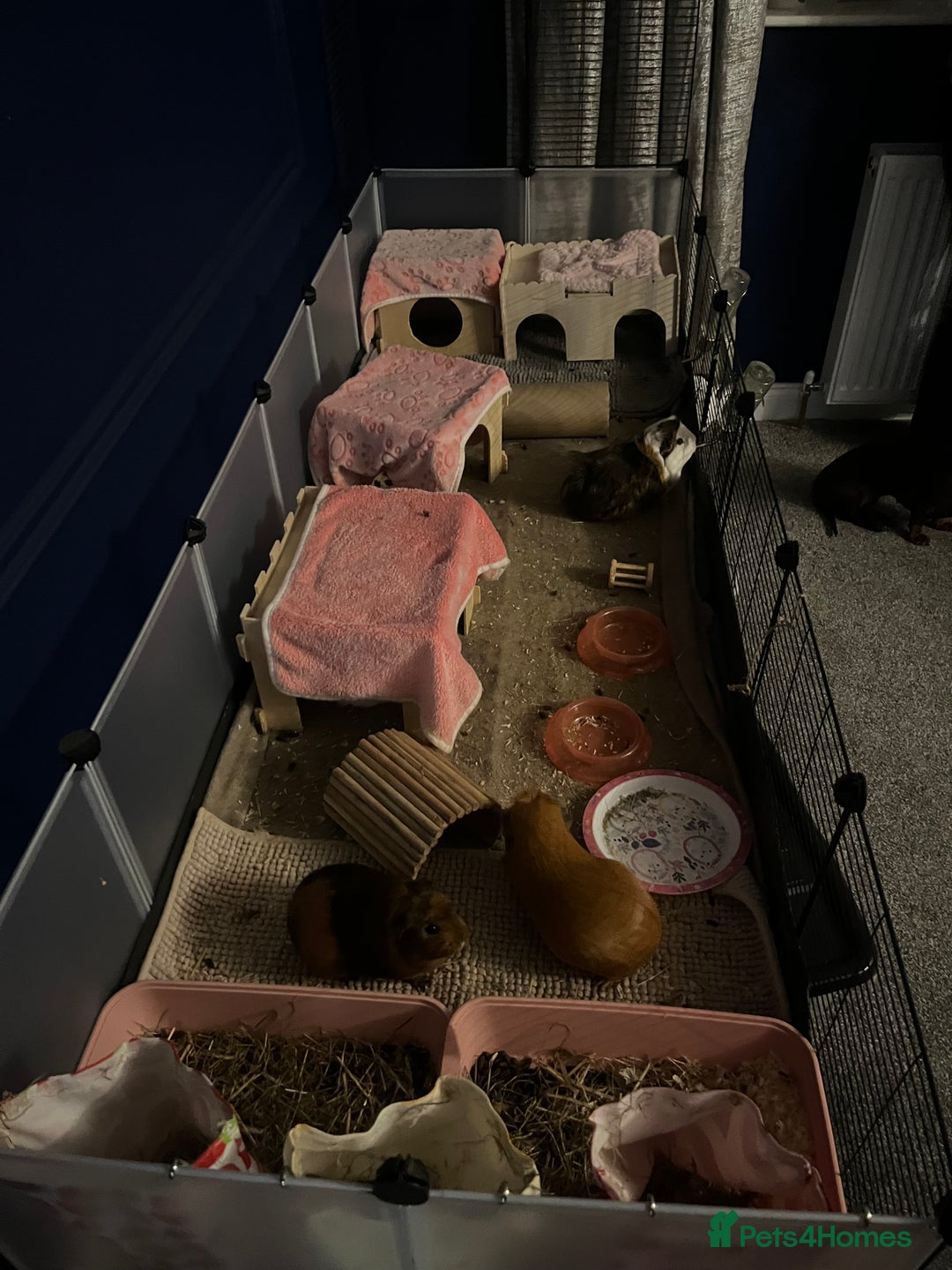 Guinea Pig rodents for sale: Female guinea pig for sale - Advert 4