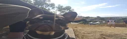 French Bulldog dogs for sale: Male french bulldog  - Advert 1