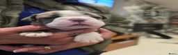 Boston Terrier dogs for sale: Health-Tested KC Registered Boston Terrier Puppies in Salford - Advert 10
