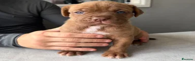 Mixed Breed Puppy 6