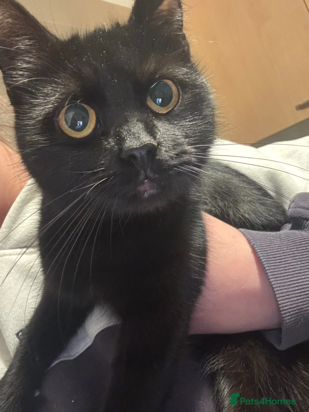 Mixed Breed cats for sale: FREE. 2 female cats looking for new home - Advert 4