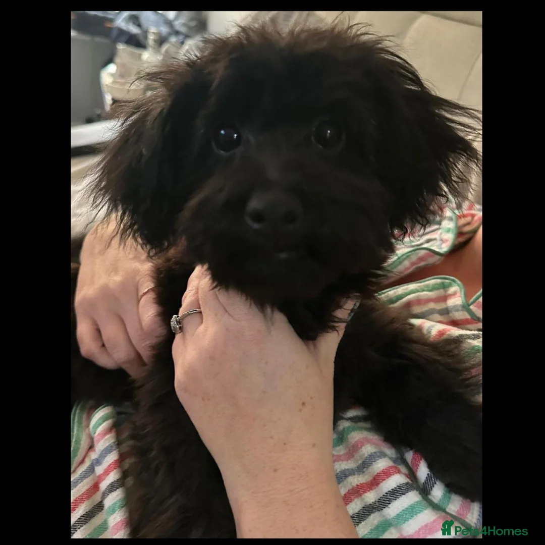 Pomapoo dogs for sale: Loving home needed for a beautiful boy.  in Birmingham - Advert 2