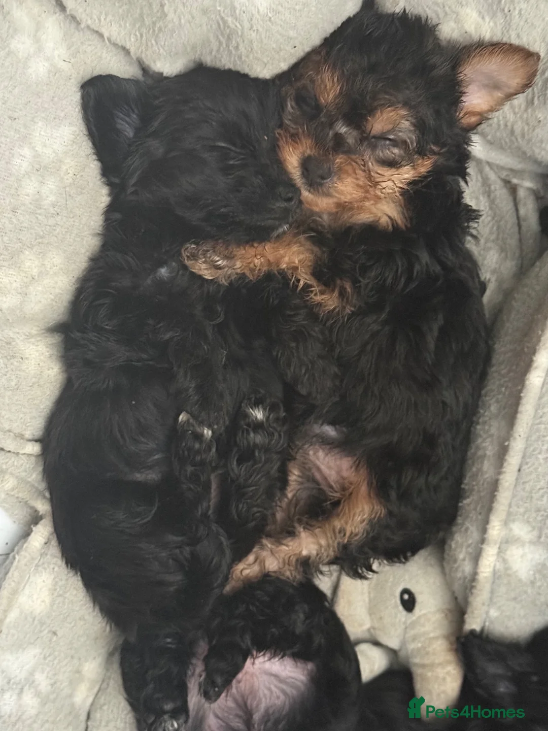 Mixed Breed dogs for sale: 4 YorkiePoo puppies - Advert 1