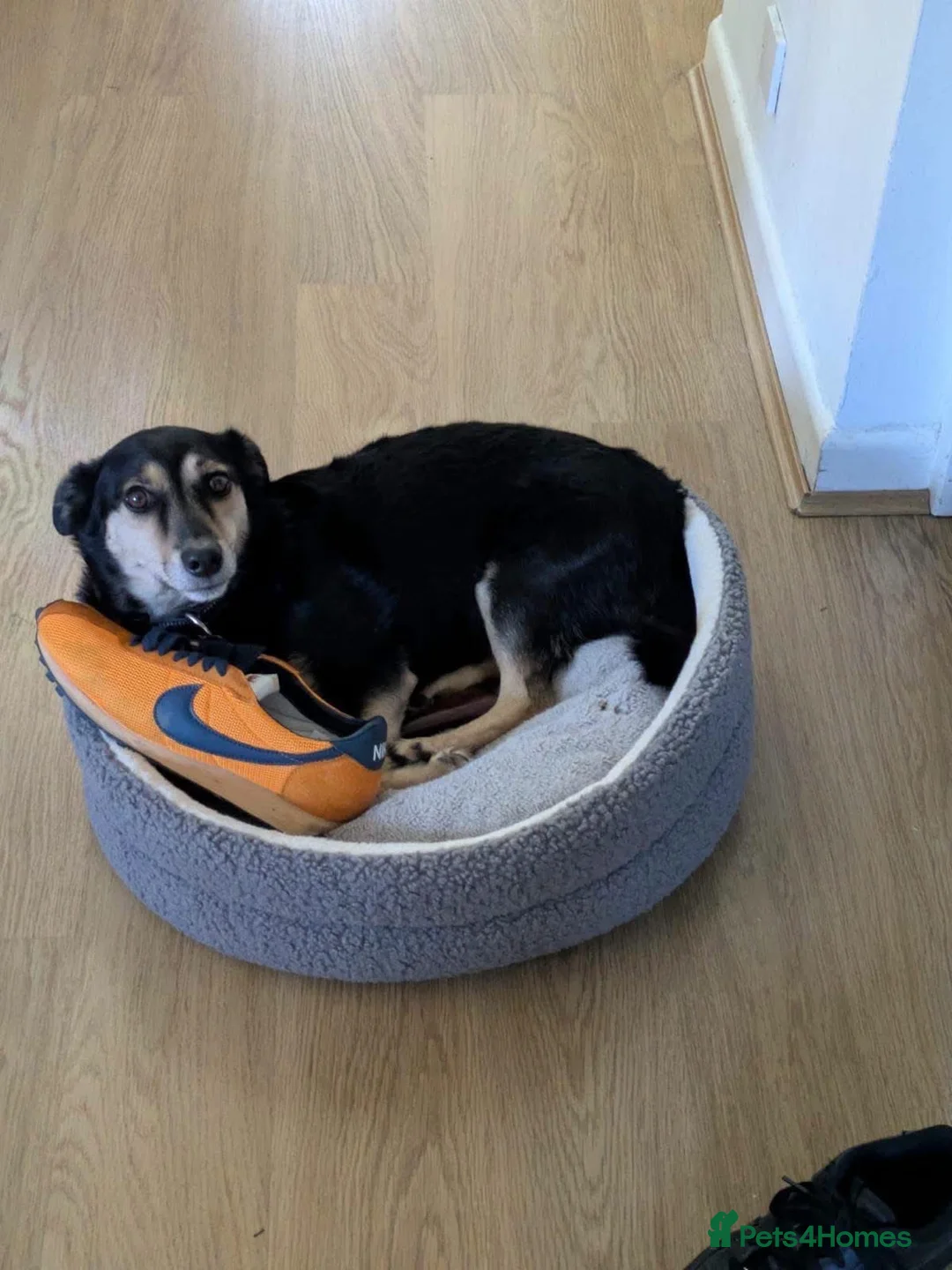 Mixed Breed dogs for adoption: Little Dodo in Whiteley - Advert 2