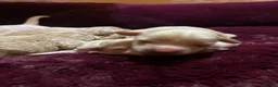 Maltipoo dogs for sale: Tiny miracle maltipoo  - Advert 4