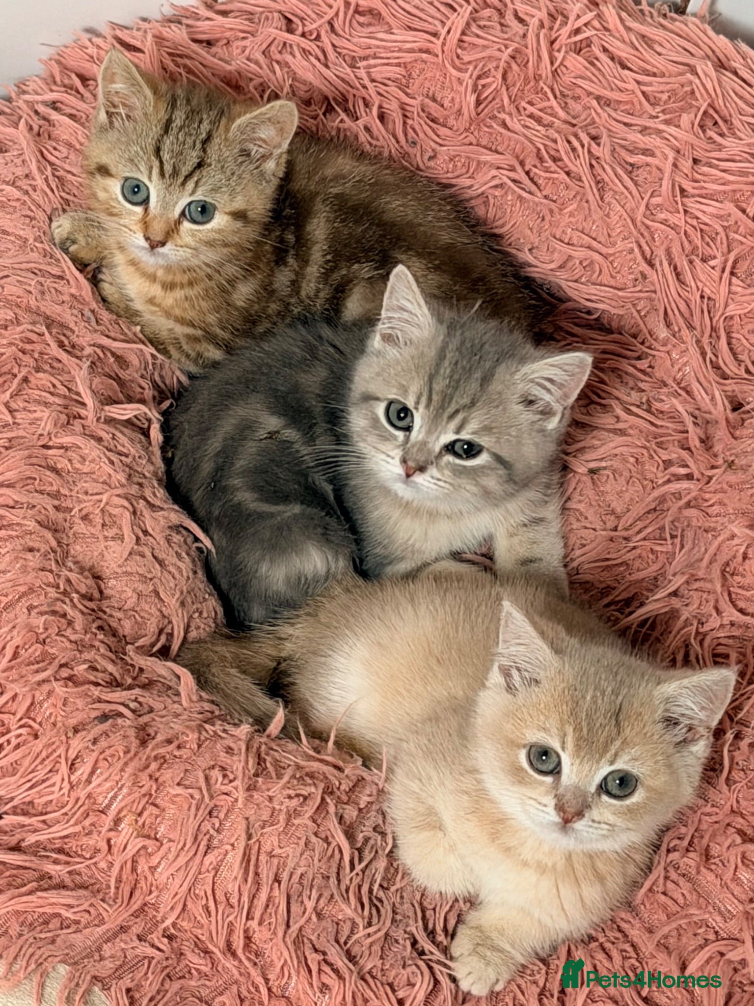 British Shorthair cats Gorgeous Lilac Golden & Blue Golden kittens - Advert 1