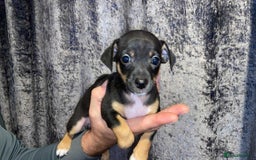 Jack Russell dogs for sale: Miniature Tri coloured Merle Jack Russell  - Image 11