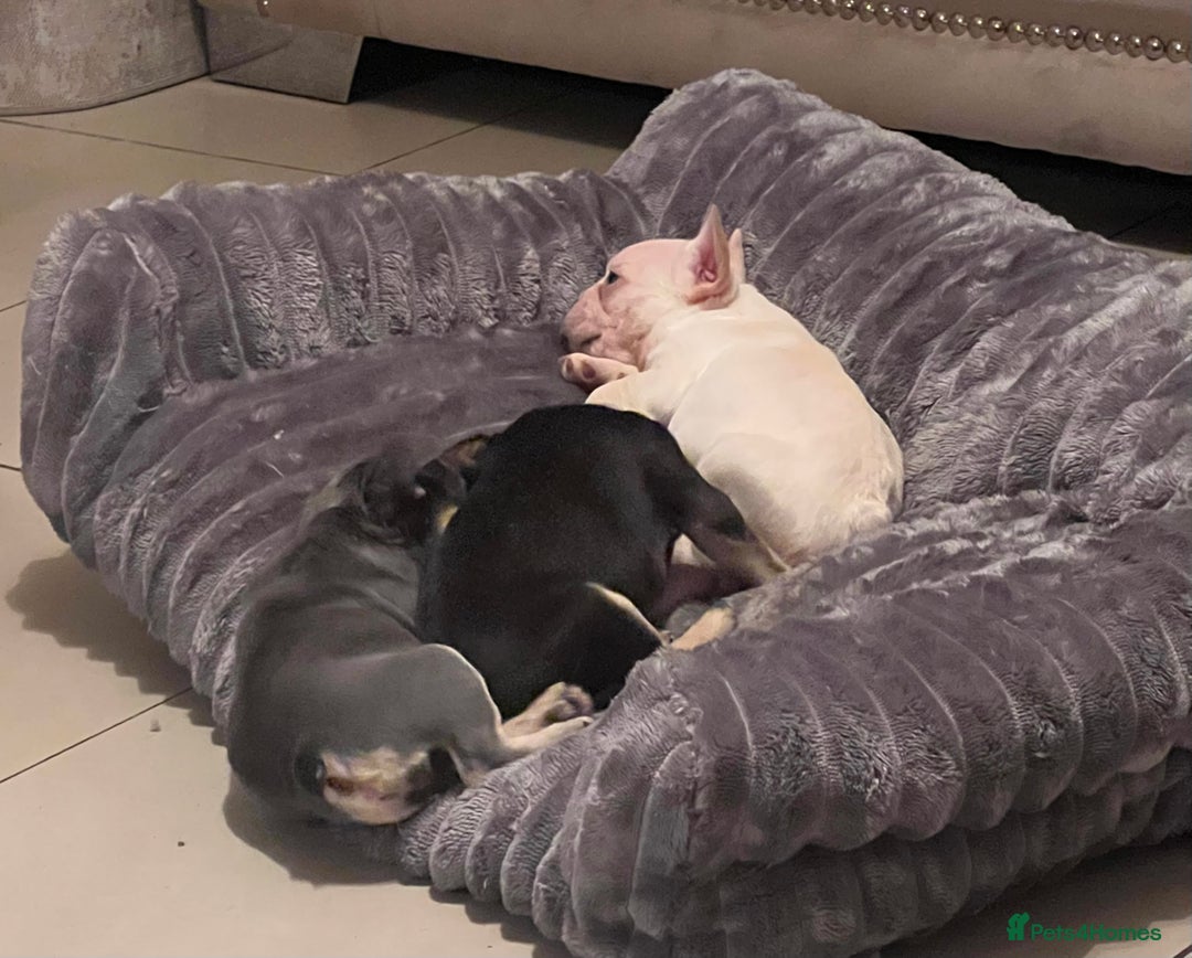 French Bulldog dogs for sale: French bulldog pups  - Advert 4