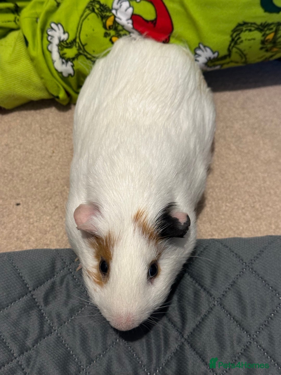 Guinea Pig rodents for sale: Male guinea pig. Collection only.  - Advert 3