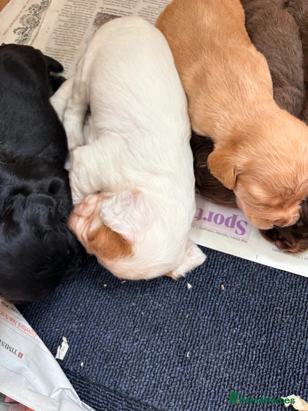 Cocker Spaniel dogs for sale: Working cocker spaniel  in Dorchester - Advert 2