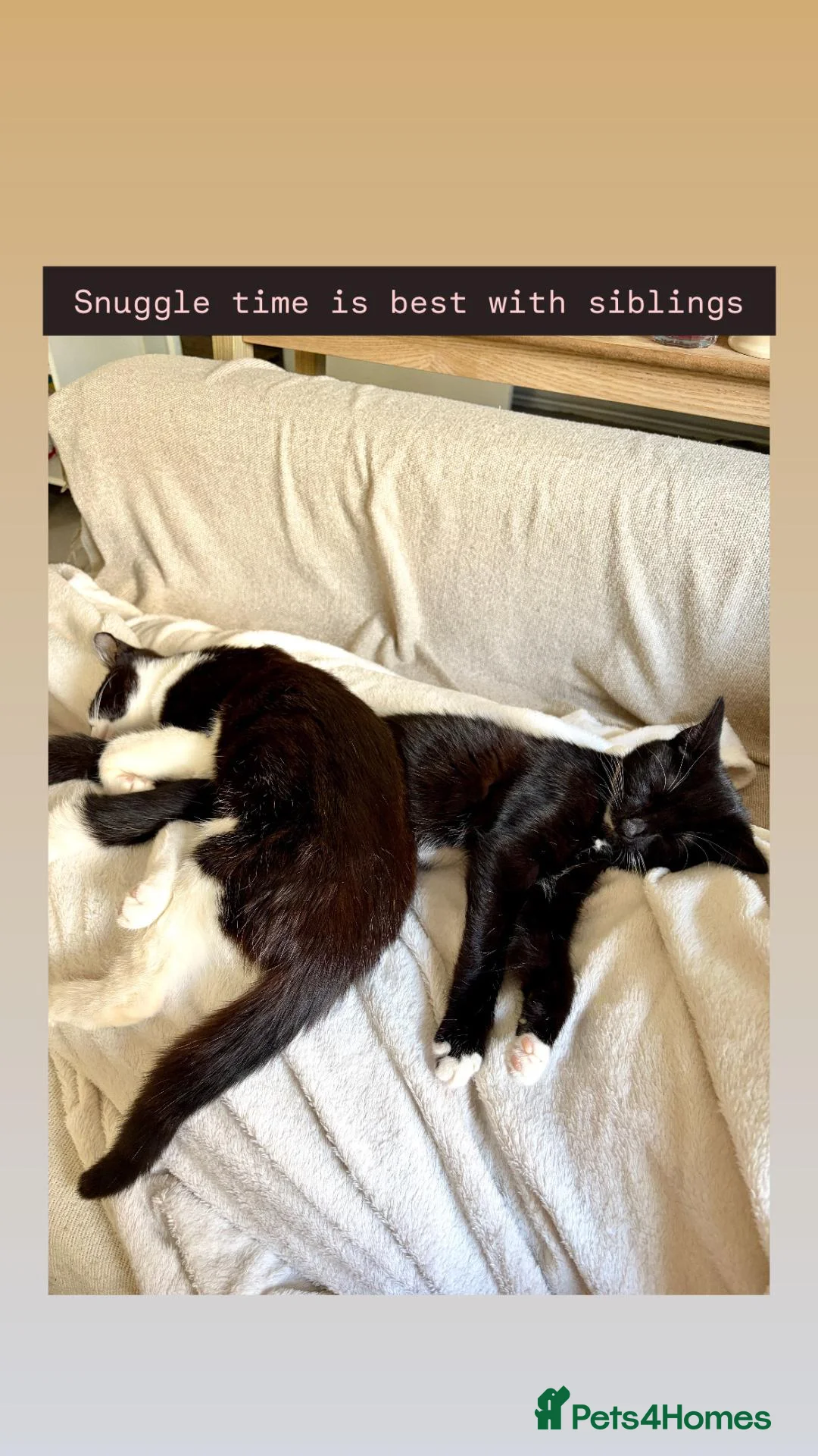 Domestic Shorthair cats for adoption: Bonded divas looking for their castle in Orpington - Advert 5