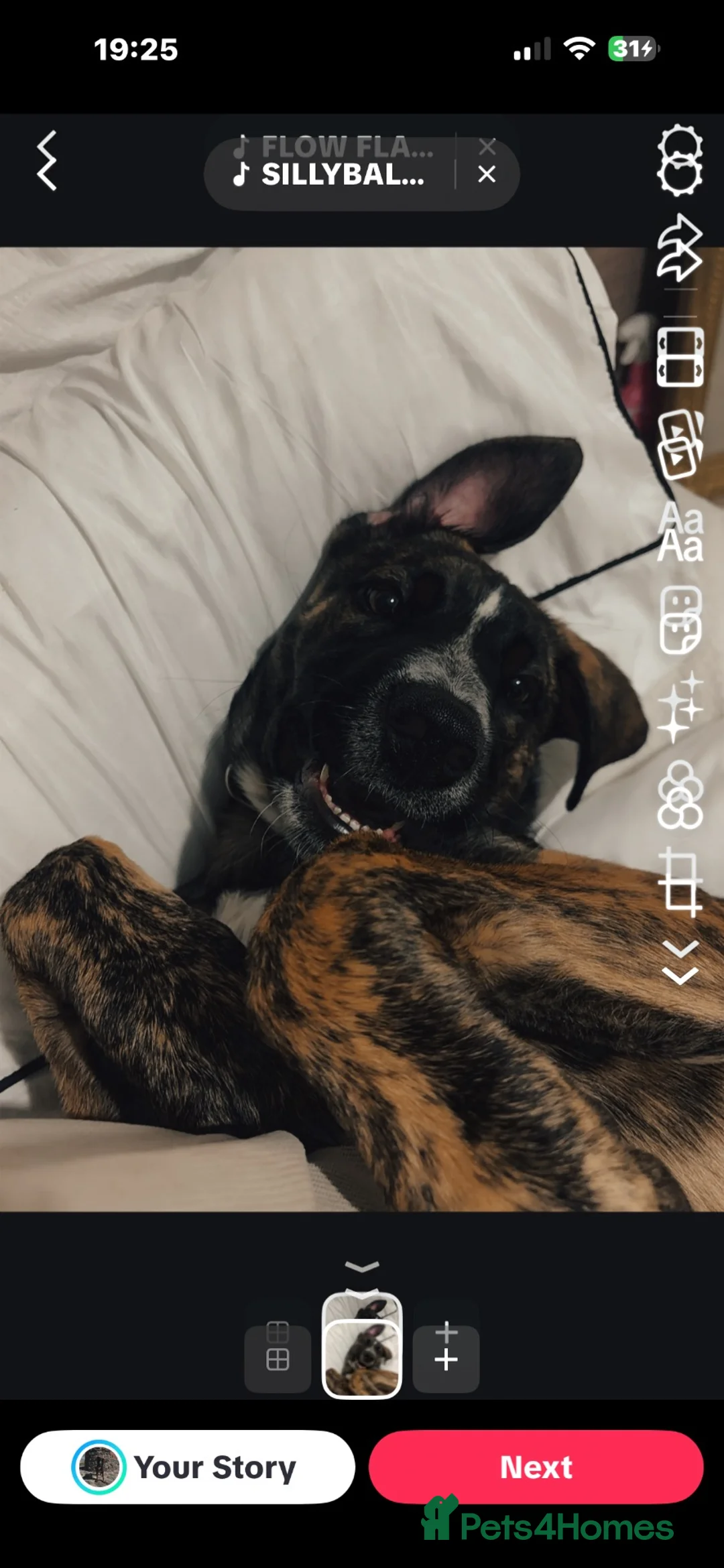 Mixed Breed dogs for sale: 5 month old lab x saluki  in Barnsley - Advert 2
