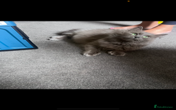 Maine Coon cats for sale: Beautiful Mainecoon kittens - Image 10