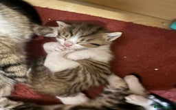 British Shorthair cats for sale: 11 SHORTHAIRED AND LONGHAIRED KITTENS - Image 3